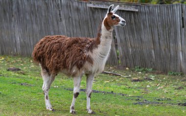 Hayvanat bahçesindeki bir lamanın yakın plan fotoğrafı.