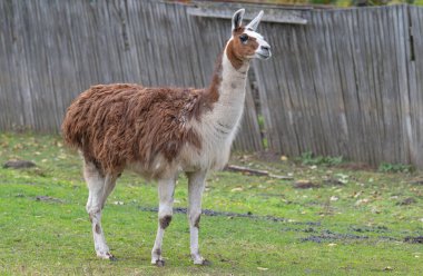 Hayvanat bahçesindeki bir lamanın yakın plan fotoğrafı.