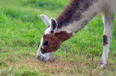 Hayvanat bahçesindeki bir lamanın yakın plan fotoğrafı.