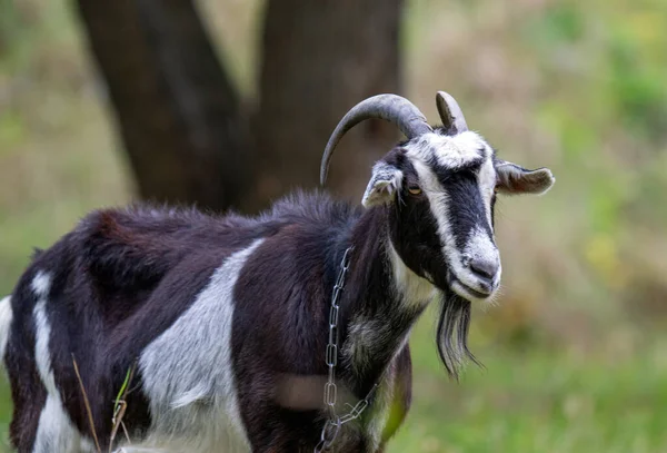 Sonbaharda çayırda otlayan bir keçi.