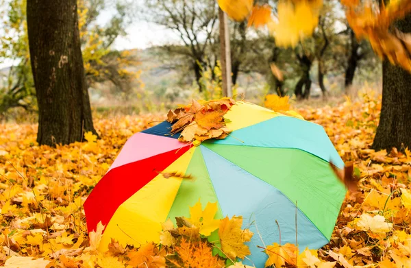 Parasol w parku jesień — Zdjęcie stockowe