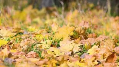 Sonbahar akçaağaç yaprakları rüzgarda uçuşuyor.