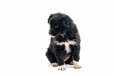 siyah köpek yavrusu