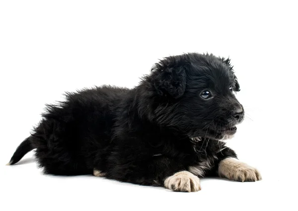 블랙 강아지 — 스톡 사진