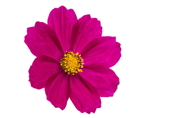 Purple cosmos flower — Stock Photo, Image