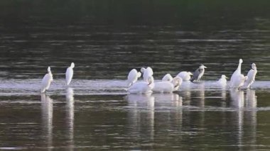 Nehirdeki kuşların videosu: sonbaharda kuğular, balıkçıllar, ördekler