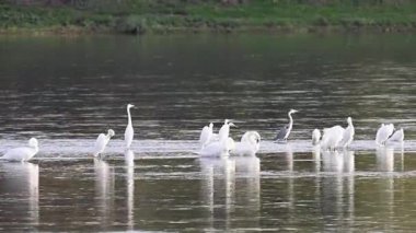 Nehirdeki kuşların videosu: sonbaharda kuğular, balıkçıllar, ördekler