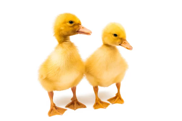 Little yellow ducklings — Stock Photo, Image