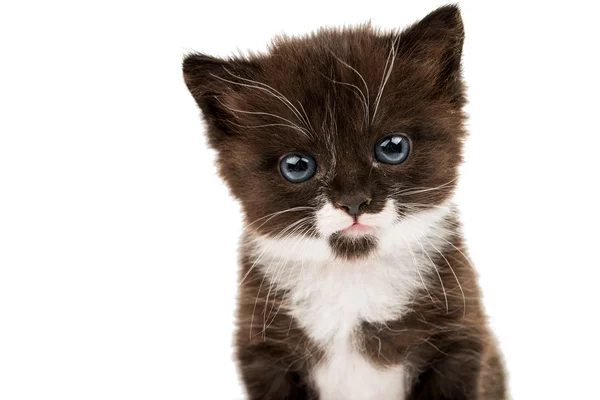 Little cute kitten — Stock Photo, Image