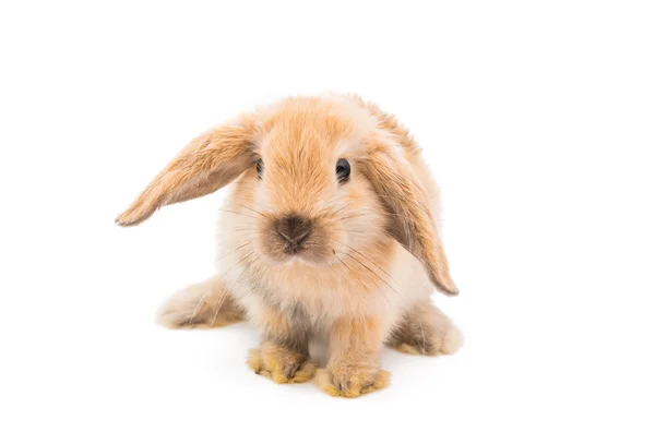 Pequeño conejo — Foto de Stock