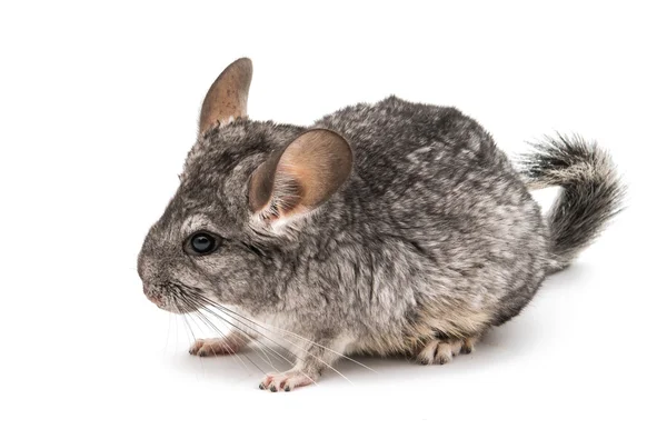 Chinchilla — Stock Photo, Image