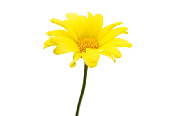 Yellow chrysanthemum — Stock Photo, Image