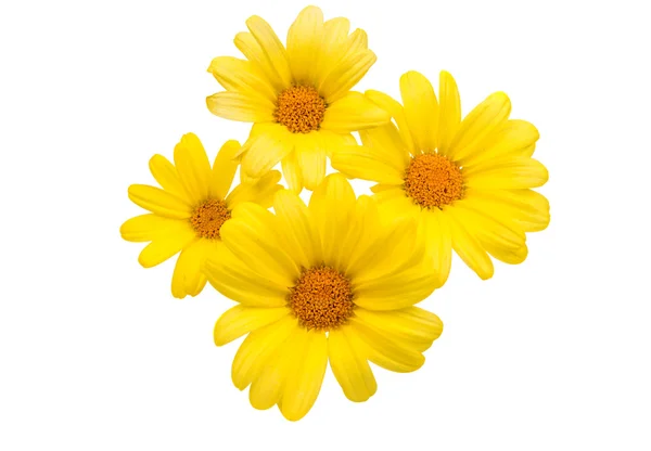 Yellow chrysanthemum — Stock Photo, Image