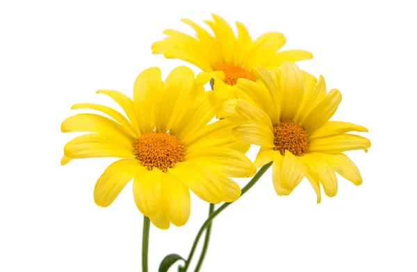 Chrysanthème jaune — Photo