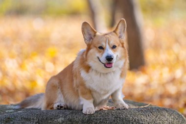 Pembroke Welsh Corgi sonbahar yürüyüşünde.