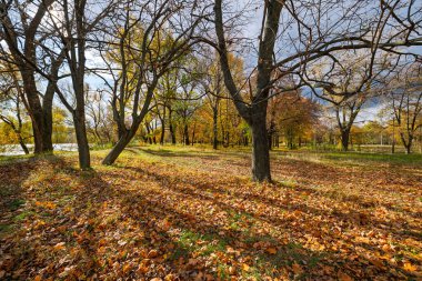 Parkta güneşli bir günde sonbahar manzarası