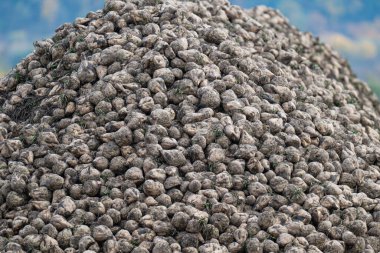 Sonbaharda tarlada şeker pancarı hasadı