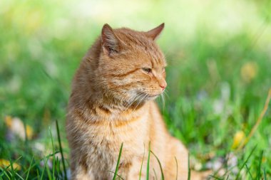 Doğada kızıl bir kedinin yakın çekimi.