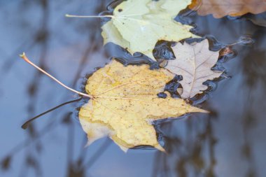 Sonbaharda su birikintisinde sarı yapraklar
