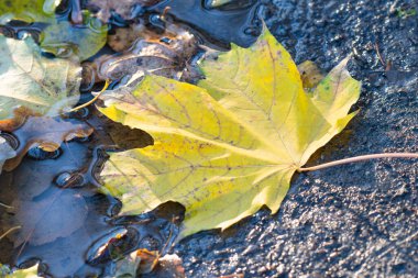 Sonbaharda su birikintisinde sarı yapraklar