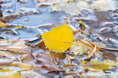 Sonbaharda su birikintisinde sarı yapraklar