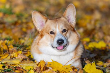 Sonbaharda yürüyüş yapan Galli Corgi 'nin portresi