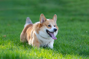 Yeşil çimlerde koşan Galli Corgi.