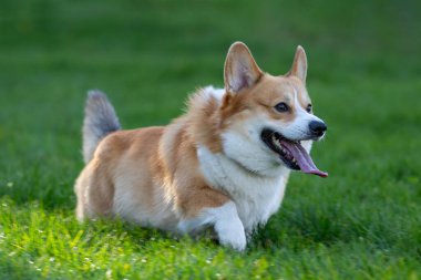 Yeşil çimlerde koşan Galli Corgi.