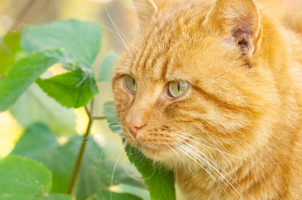 Doğada kızıl bir kedinin yakın çekimi.