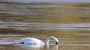 Nehirdeki kuşların videosu: sonbaharda kuğular, balıkçıllar, ördekler