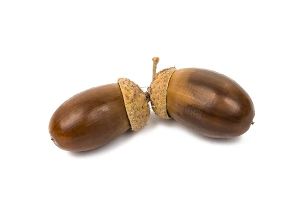 Acorn — Stock Photo, Image