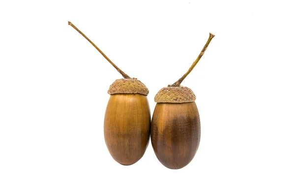 Acorn — Stock Photo, Image