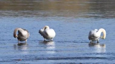 Nehirde süzülen kuğuların videosu
