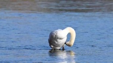 Nehirde süzülen kuğuların videosu