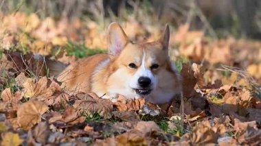 Sonbahar yaprakları arasında yürüyen bir Corgi videosu