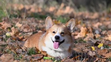Sonbahar yaprakları arasında yürüyen bir Corgi videosu