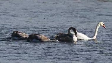 Nehirde yüzen kuğuların videosu