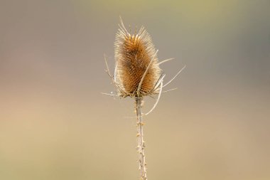 Sonbaharda yakın planda kuru devedikeni.