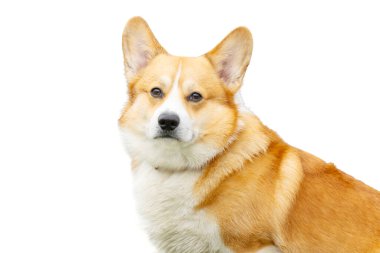 corgi beyaz arkaplanda izole edildi