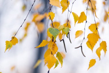 sonbahar yaprak yakın çekim fotoğraf