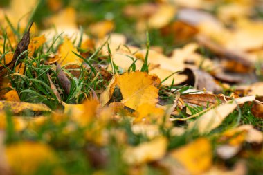 sonbahar yaprak yakın çekim fotoğraf