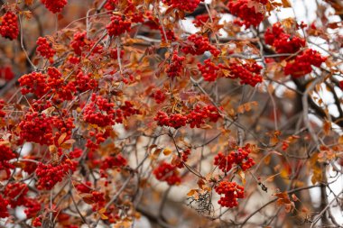 Turuncu kızılcık böğürtlenlerinin arka planı