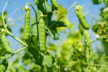 Tarlada yetişen yeşil bezelyeler