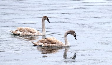 Genç kuğular nehirde yüzüyor.