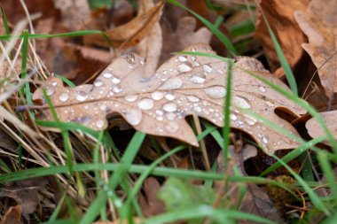 Çimenlerde su damlaları olan sonbahar meşe yaprağı