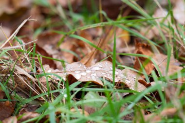 Çimenlerde su damlaları olan sonbahar meşe yaprağı