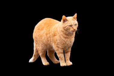 Zencefilli kedi siyah arka planda izole edilmiş.