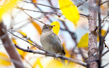 Sonbaharda ağaçta bir serçe.