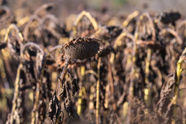 Kuru ayçiçeği tarlada olgunlaştı.