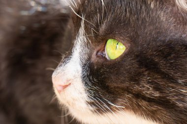 Siyah beyaz kedi, yakın plan.